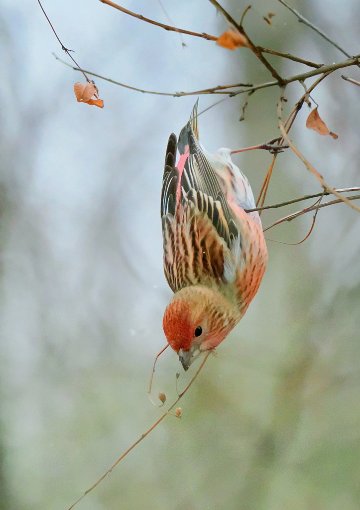 2年ぶりのオオマシコさん④