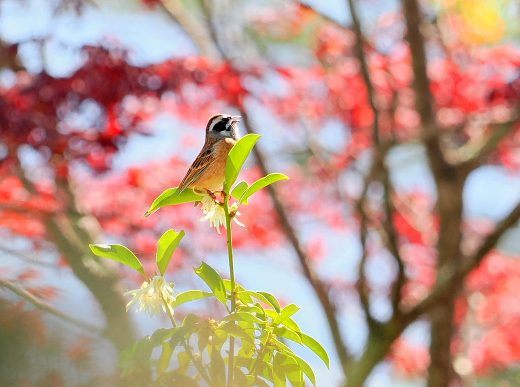 ホウジロの唄が聞こえる