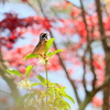 ホウジロの唄が聞こえる