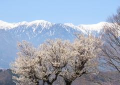 残雪の中央アルプスと白梅