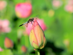 蓮のお花で一休み（シオカラトンボ）