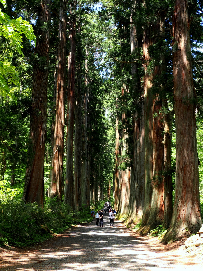 新緑の戸隠奥社参道３