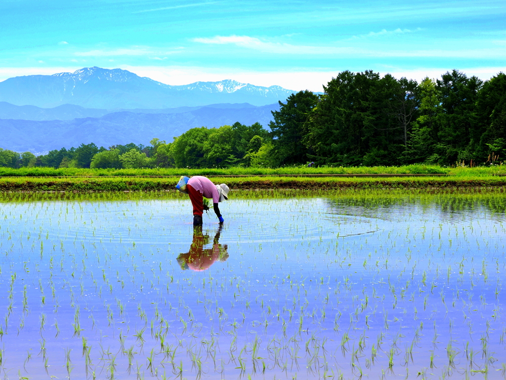 田植の季節到来