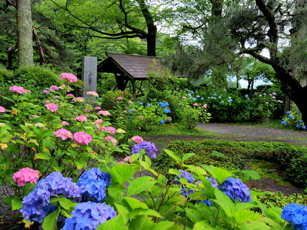 日輪寺の紫陽花③