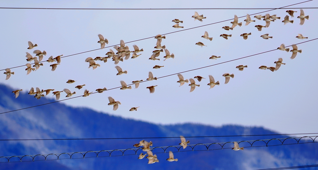 雀の学校（下校）