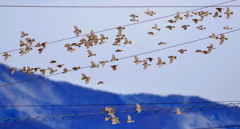 雀の学校（下校）