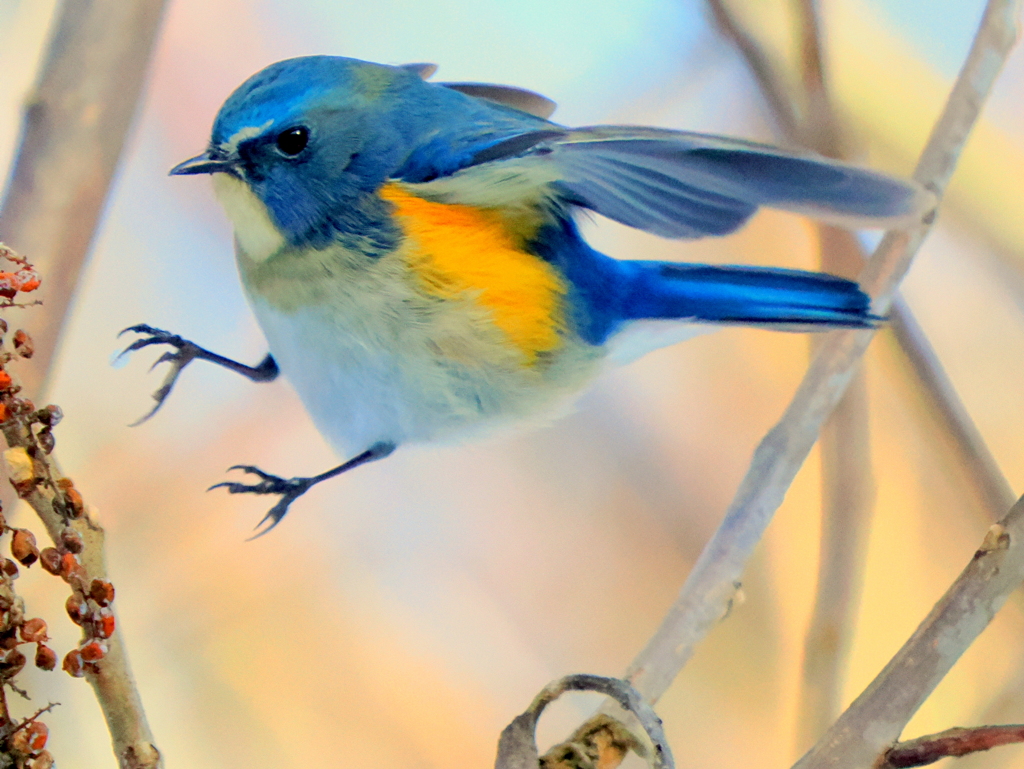 ルリ君ご馳走見つけた➀