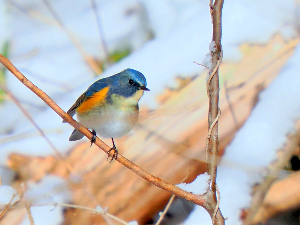 雪とルリ男君やっと撮れたと思ったら