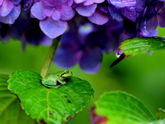 紫陽花を笠に雨宿り