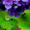 紫陽花を笠に雨宿り