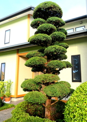 剪定終わりました。