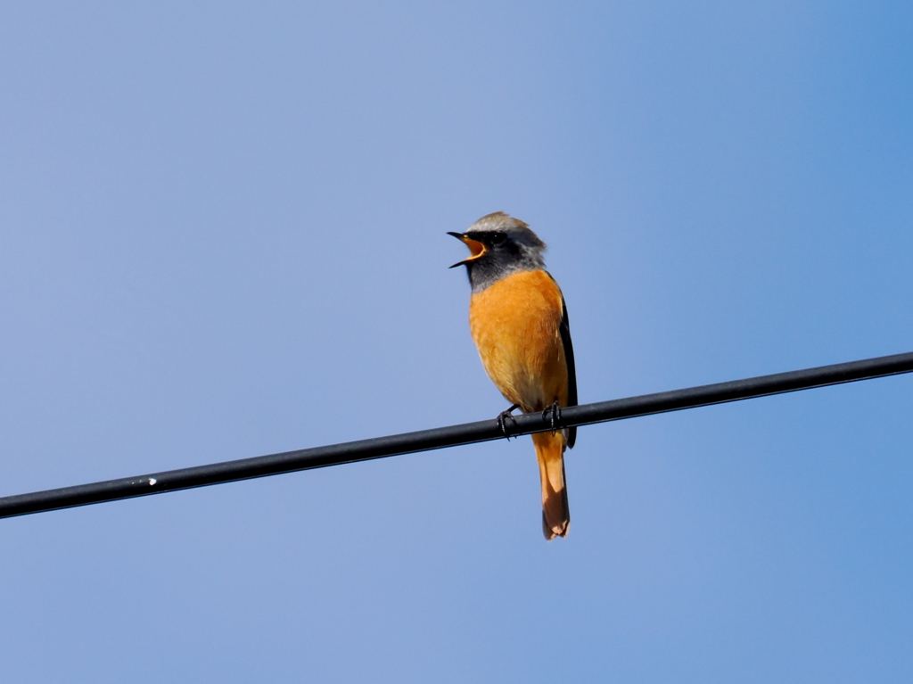 お帰りなさいジョビ君