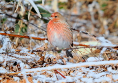 オオマシコ（雪マシコ）①