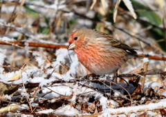 オオマシコ（雪マシコ）②