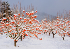 残り柿と初雪