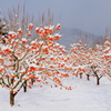 残り柿と初雪
