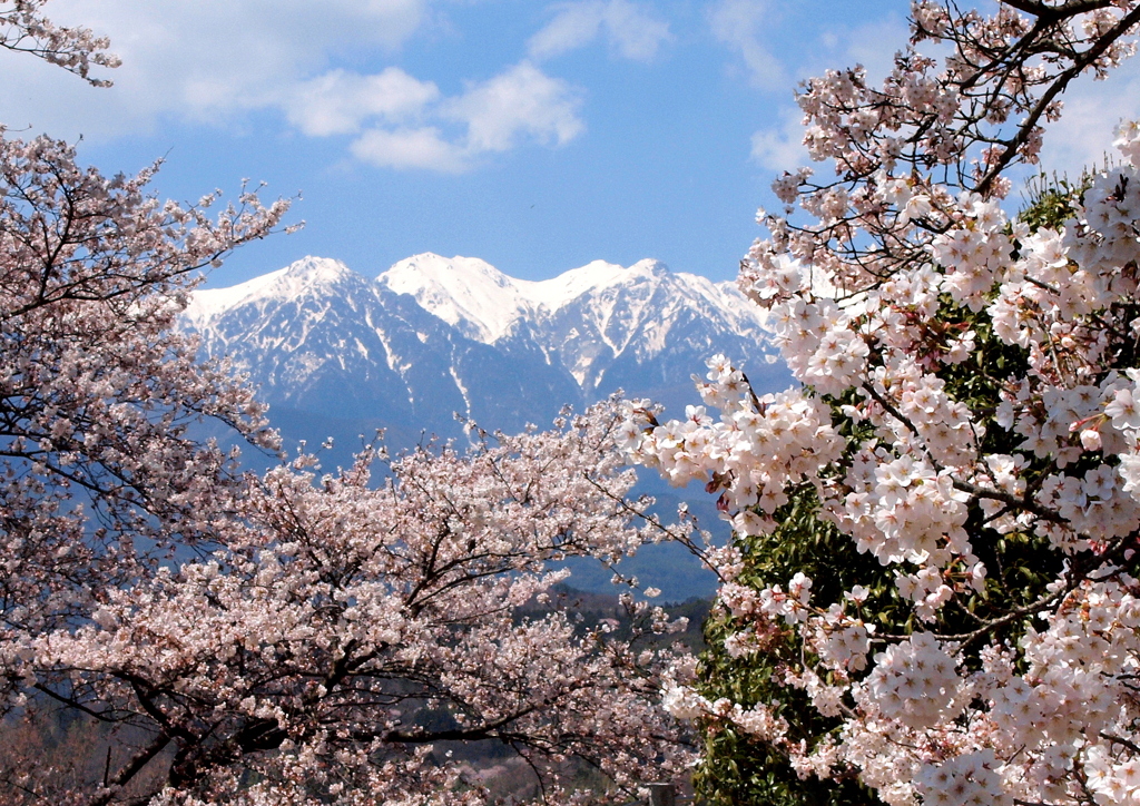 満開の吉野桜と中央アルプス