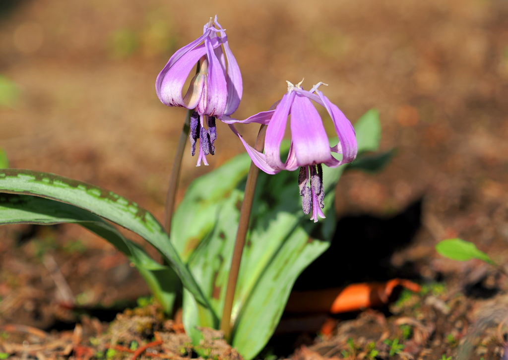 我が家の庭を彩る春の花４