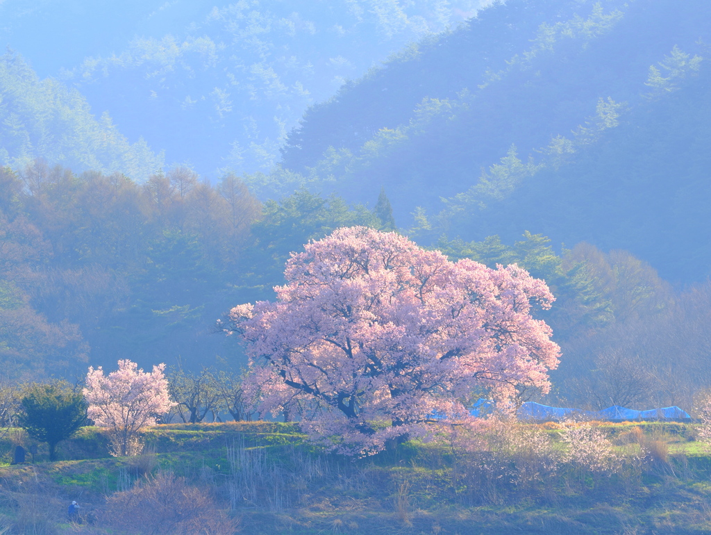 上ノ平城址の一本桜