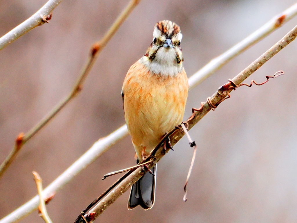 怪鳥Xの正体は？