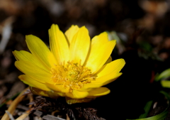 庭で見つけた小さな春②