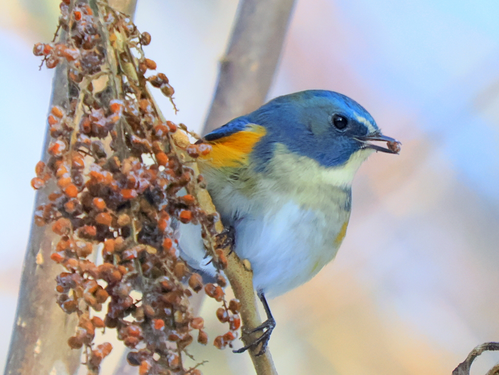 ルリ君ご馳走見つけた②