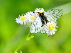 ウスバシロチョウの吸蜜