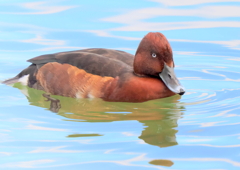 メジロガモ（迷鳥）①