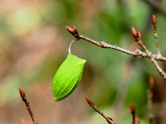 ウスタビガの繭(まゆ）