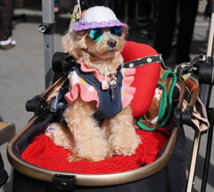 お似合いの衣装