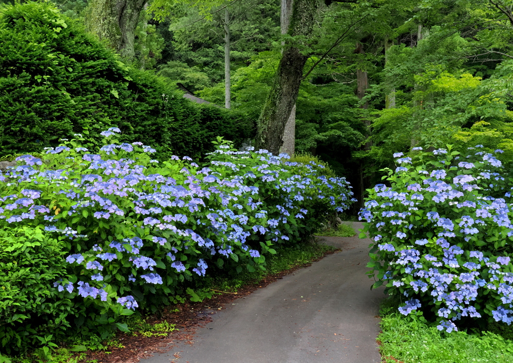 日輪寺の紫陽花②