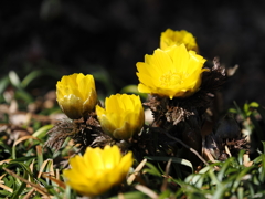 庭で見つけた小さな春➀