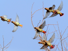 ヒレンジャク舞う➀