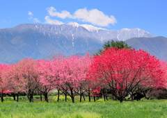 里山の遅い春