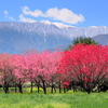 里山の遅い春