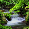 初夏の沢川渓谷