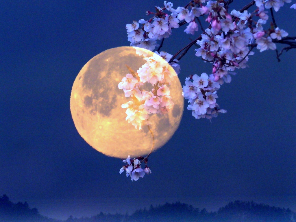 満月と桜（昨年多重露出で撮影）
