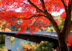 秋のもみじ湖大橋