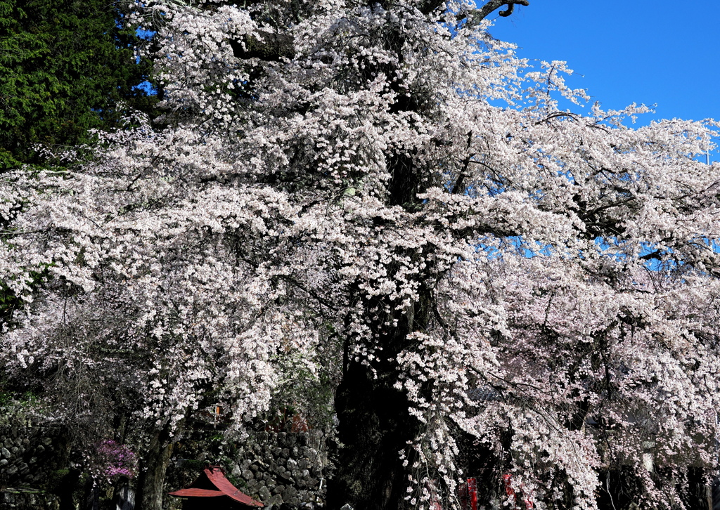 瑠璃寺の枝垂れ桜２