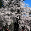 瑠璃寺の枝垂れ桜２