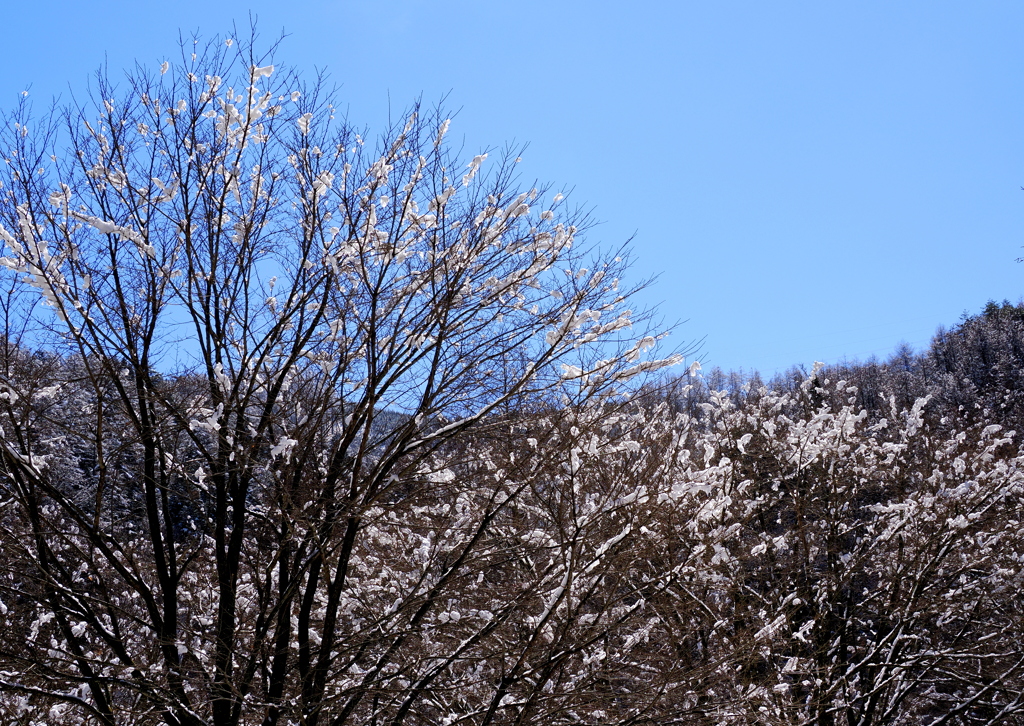 木々を彩る雪の花