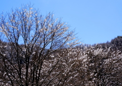 木々を彩る雪の花
