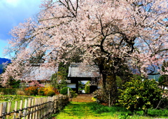 松源寺の門前桜