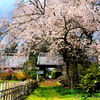 松源寺の門前桜