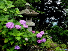 日輪寺の紫陽花