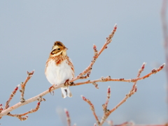 春はまだかなあー