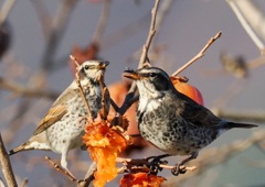 もう少し綺麗にお食事しましょう！