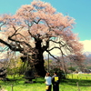 2人だけのお花見