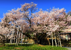満開の校庭桜