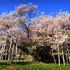 満開の校庭桜